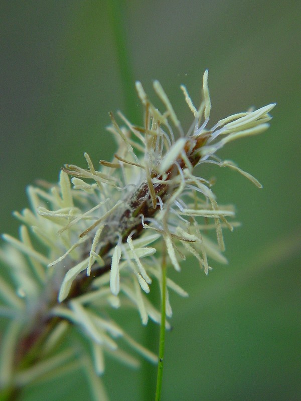 Carex caryopyllea?